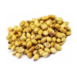 Manufacturers Exporters and Wholesale Suppliers of Coriander Seeds Mahuva Gujarat